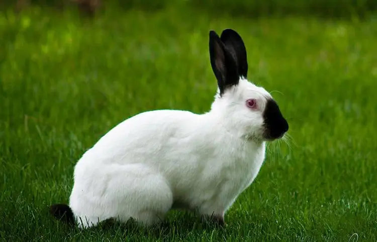 Conejo Himalayo