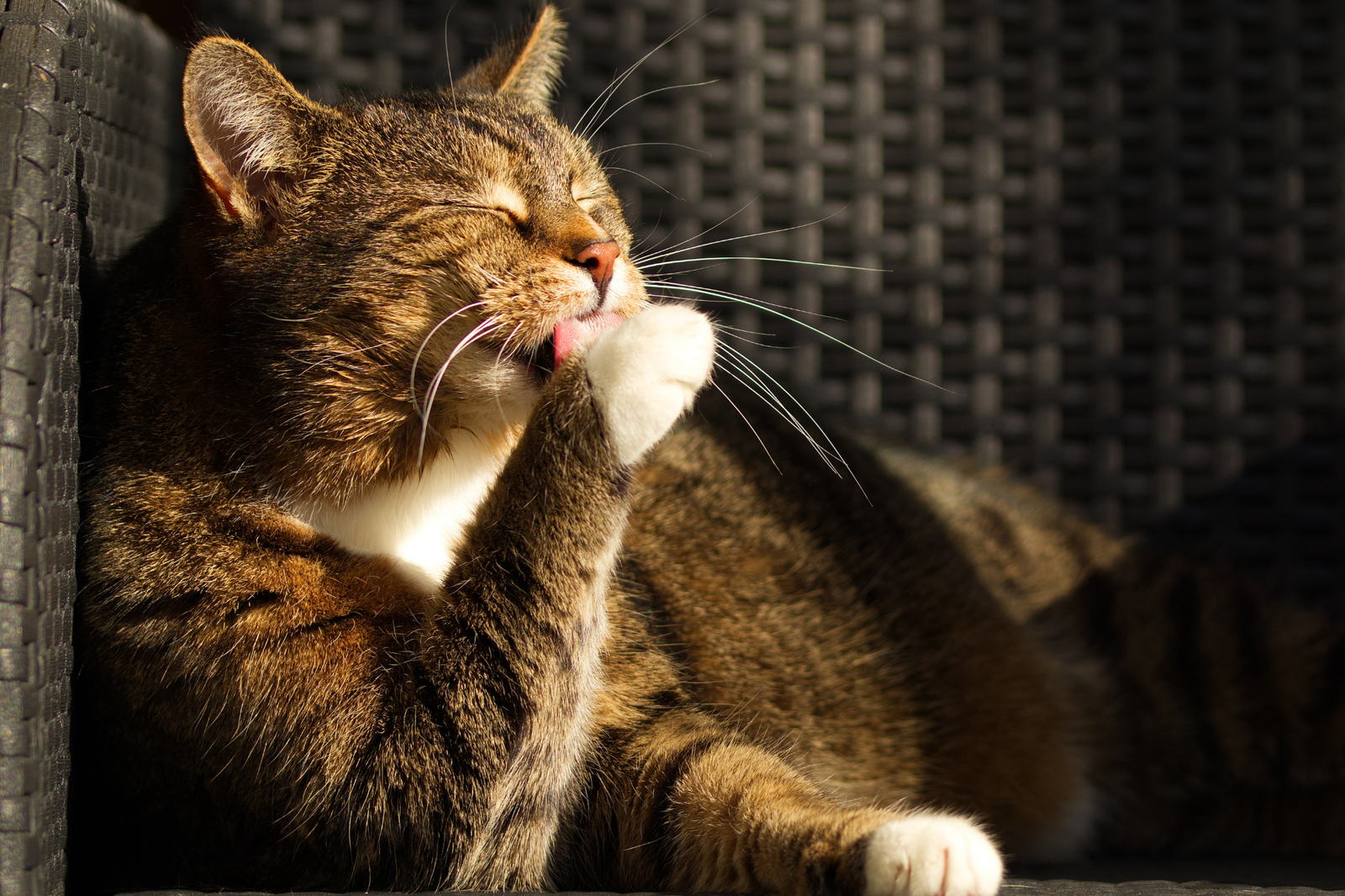 Snacks cremosos para gatos: 7 claves para elegir bien según hidratación, palatabilidad y forma de ofrecerlo - AnimalXop