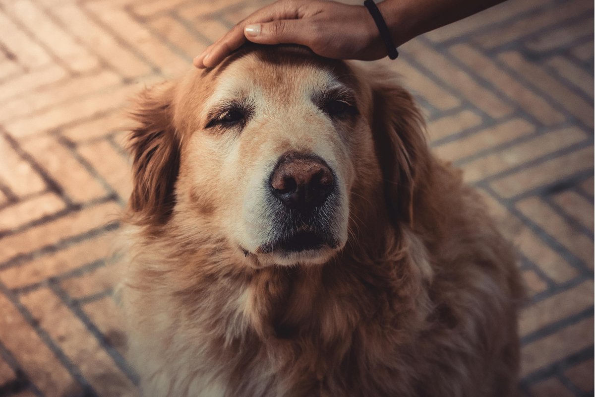 Yogur o kéfir para perros: comparativa práctica para elegir según digestión, lactosa, textura y momento de uso