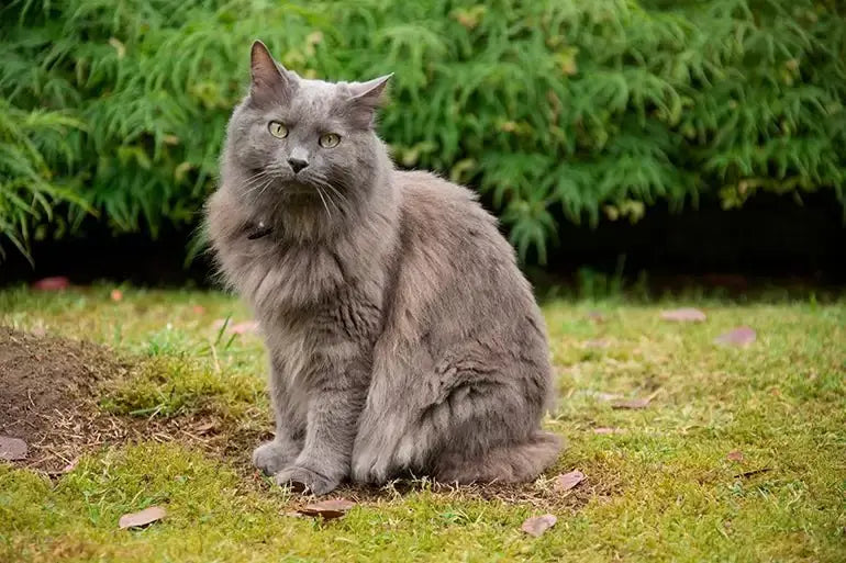 Gato Nebelung: Elegancia Peluda en Estado Puro.