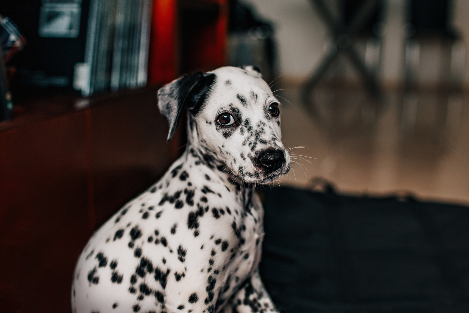 Perro recién llegado: checklist realista para casa sin comprar de más - AnimalXop