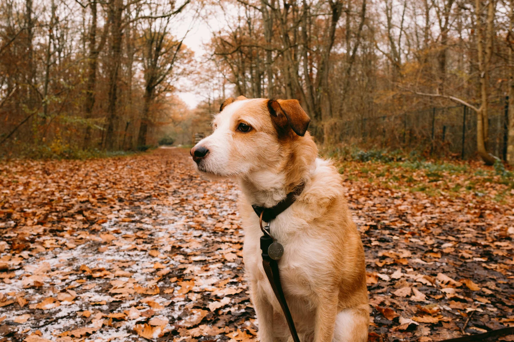 Comprendiendo los cambios de comportamiento en perros ancianos.