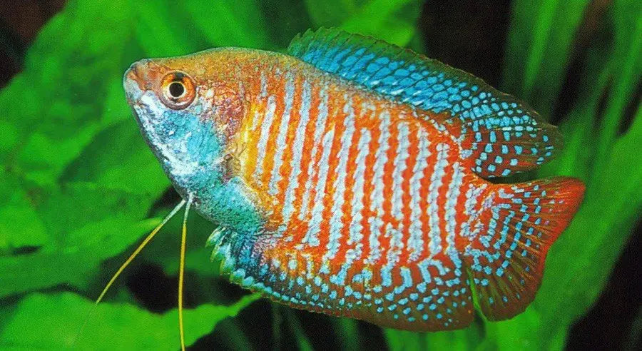 Gourami Enano (Trichogaster lalius): Elegancia Compacta en el Acuario