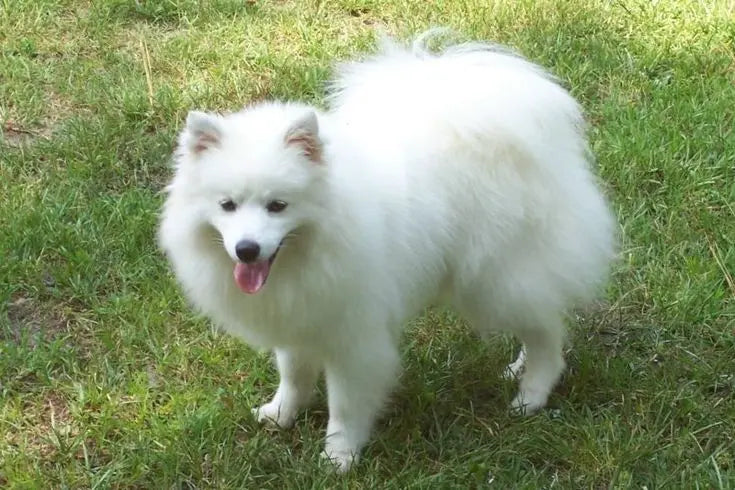 El Spitz Japonés: Elegancia y Vitalidad Elegante.