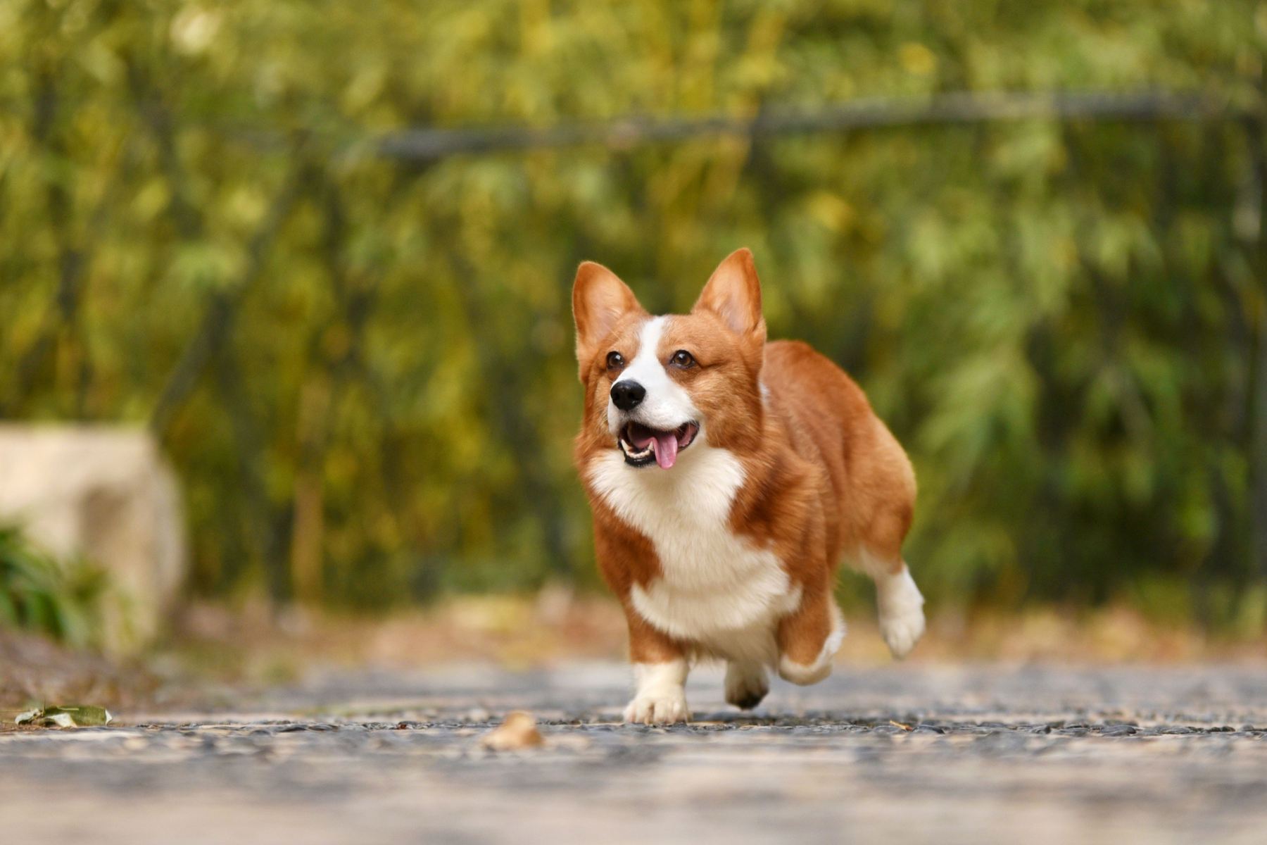 Arnés o collar para perros: en qué casos encaja mejor cada opción según tamaño, fuerza al tirar y tipo de paseo