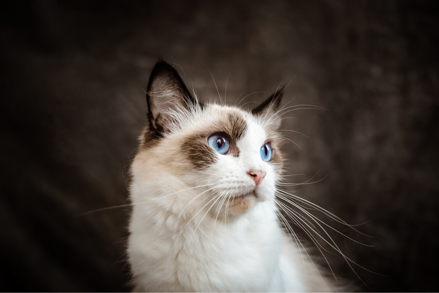 Cómo usar toppers para gatos a diario: cantidades, momentos del día y errores frecuentes