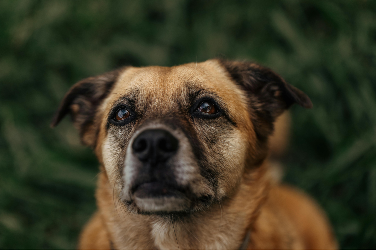 Caldo para perros: qué es, para qué sirve y cuándo tiene sentido añadirlo a su comida