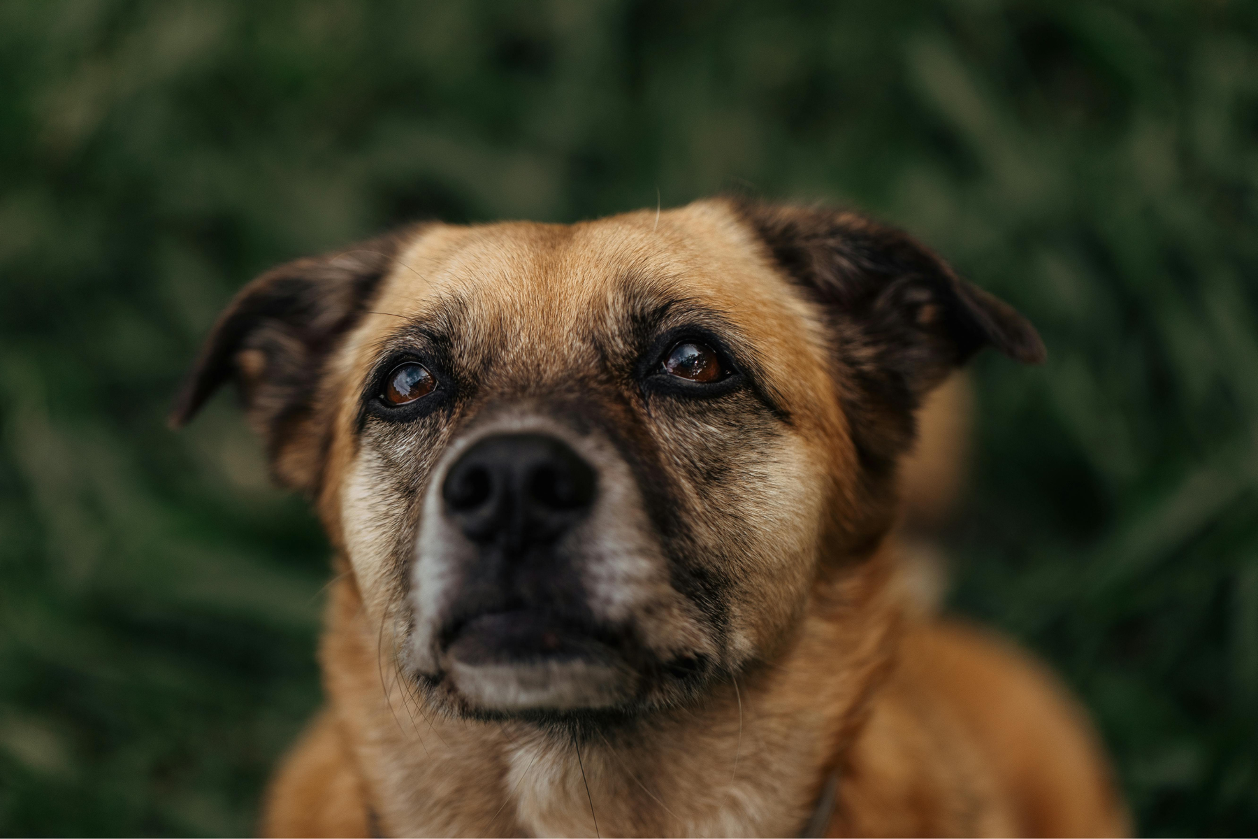 Caldo para perros: qué es, para qué sirve y cuándo tiene sentido añadirlo a su comida
