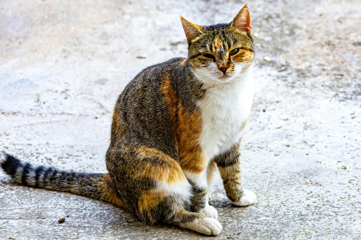 Premios para gatos: checklist útil para compararlos sin fijarte solo en el sabor o el envase