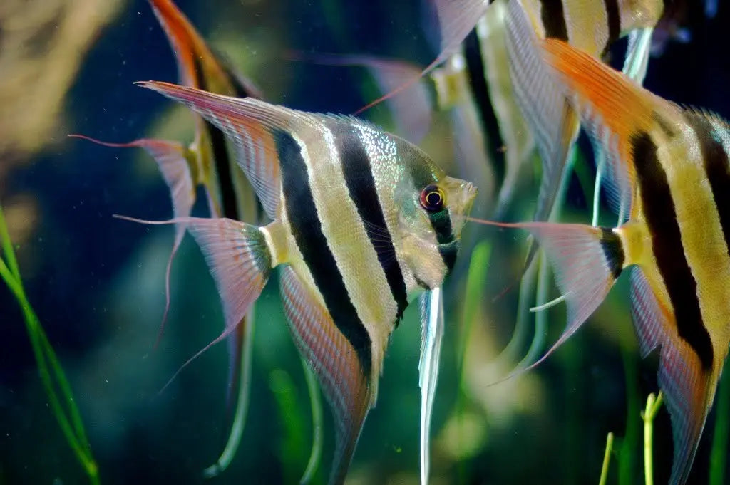 Pez Ángel Altum (Pterophyllum altum): Majestuosidad en Acuarios