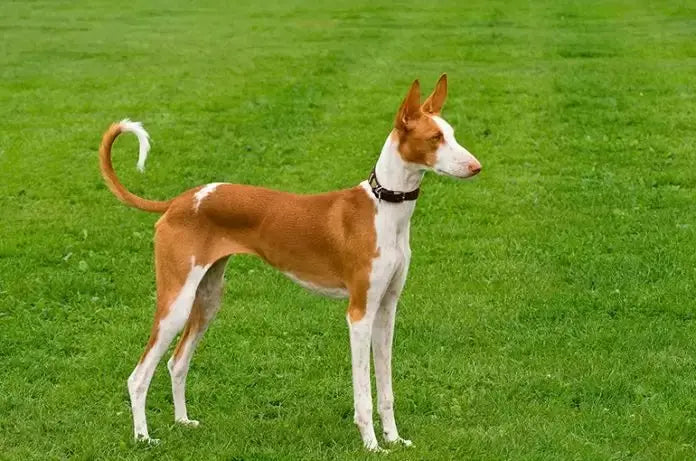 Podenco Ibicenco: Elegancia y Agilidad en una Raza Ancestral.