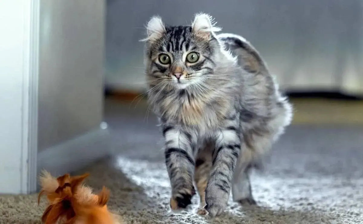 Gato Curl Americano: Elegancia y Singularidad en Cada Rizo.