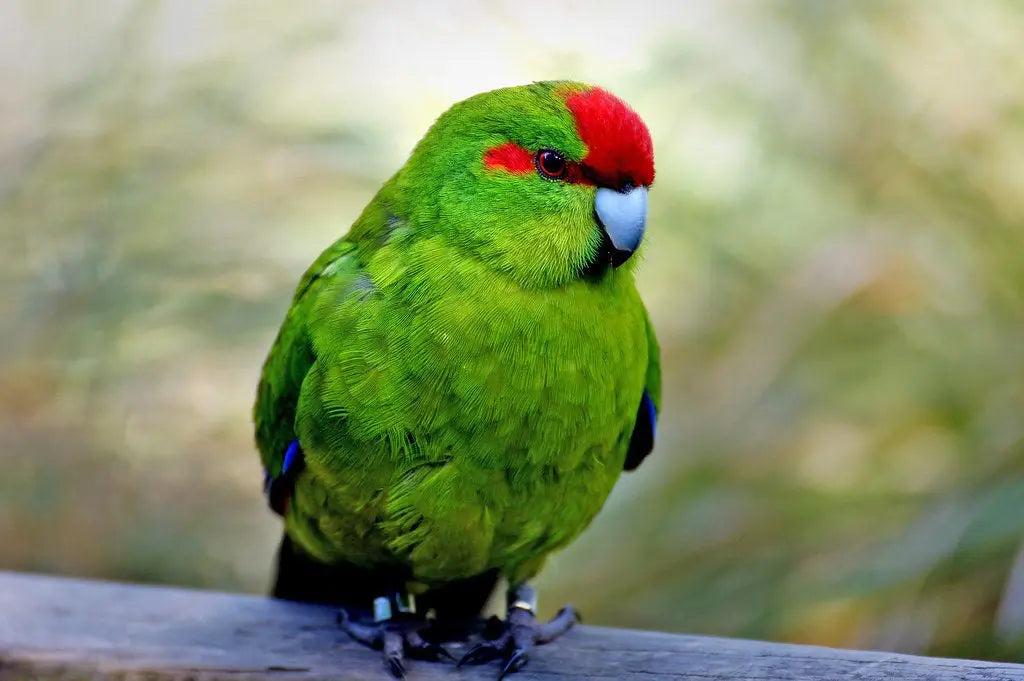 Kakarikis – Cyanoramphus: Pequeños Exploradores Alegres