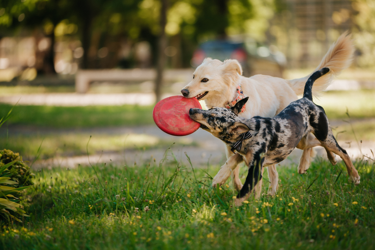 Guía Práctica de Ejercicios Para Diferentes Etapas de Vida Canina
