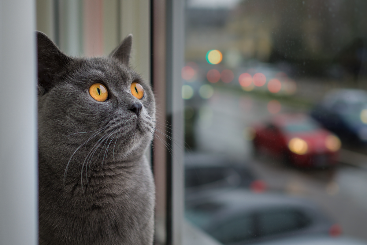 Suplementos para gatos: cómo elegir el más adecuado según edad, dieta y objetivo