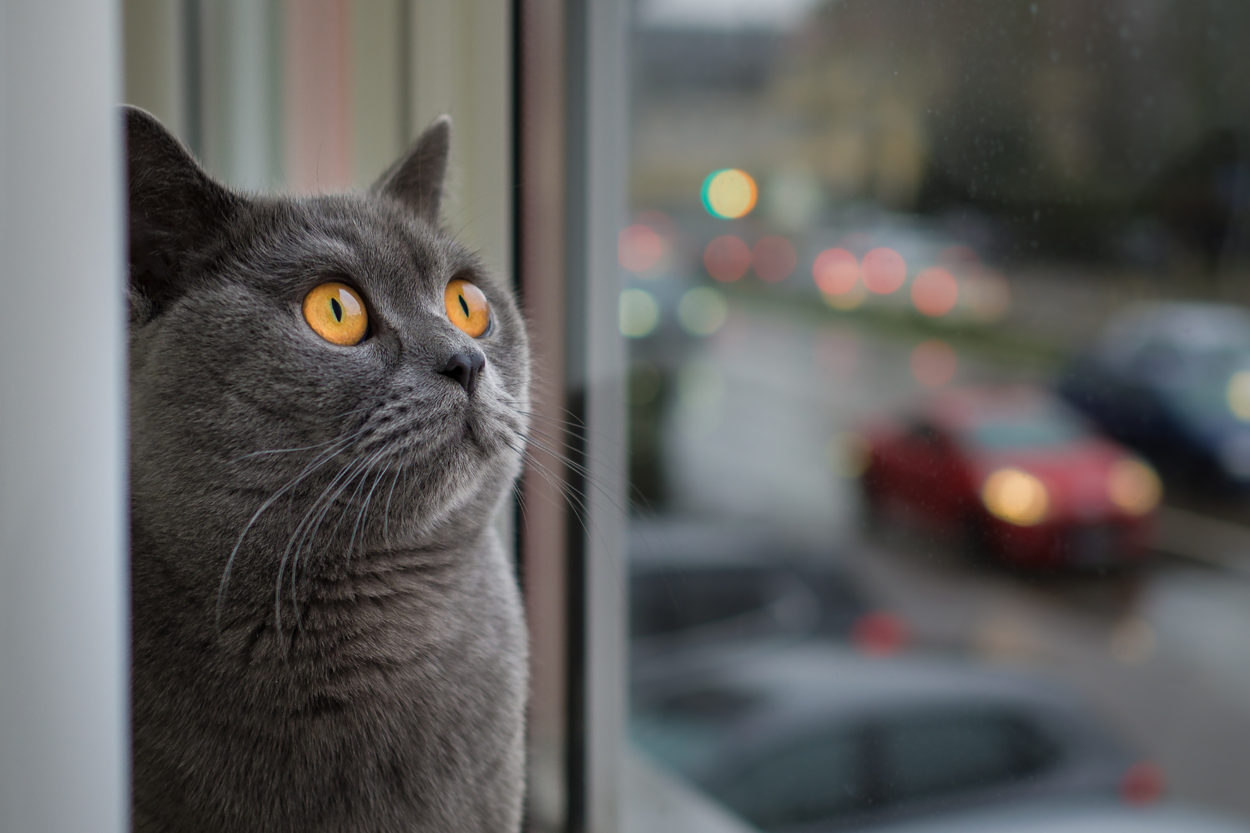 Suplementos para gatos: cómo elegir el más adecuado según edad, dieta y objetivo