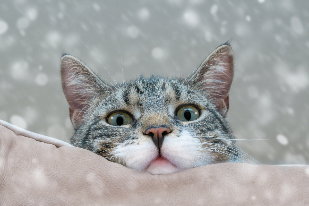 Cada cuánto bañar a un gato: cuándo sí, cuándo no y cómo mantener su higiene sin baños frecuentes