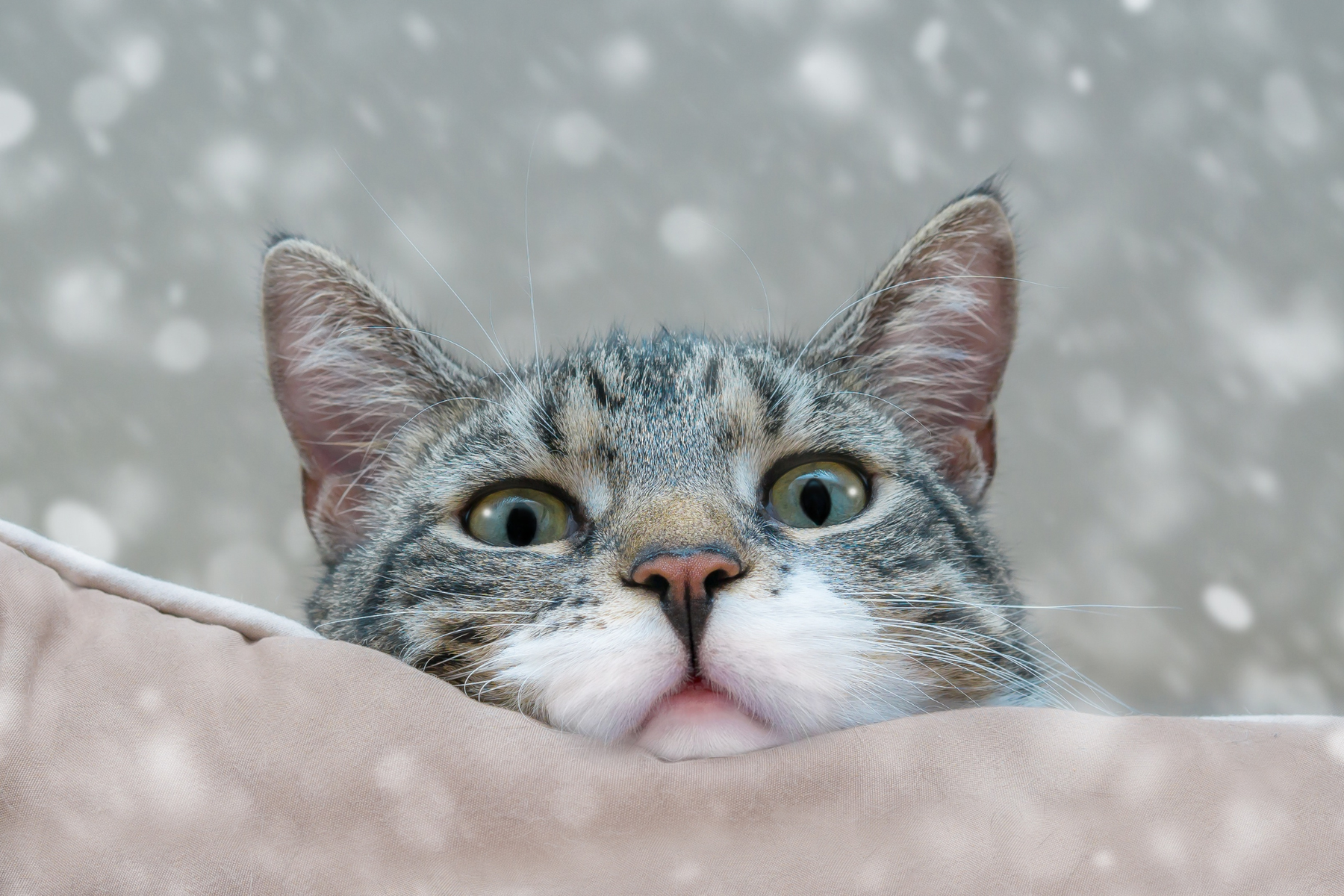 Cada cuánto bañar a un gato: cuándo sí, cuándo no y cómo mantener su higiene sin baños frecuentes