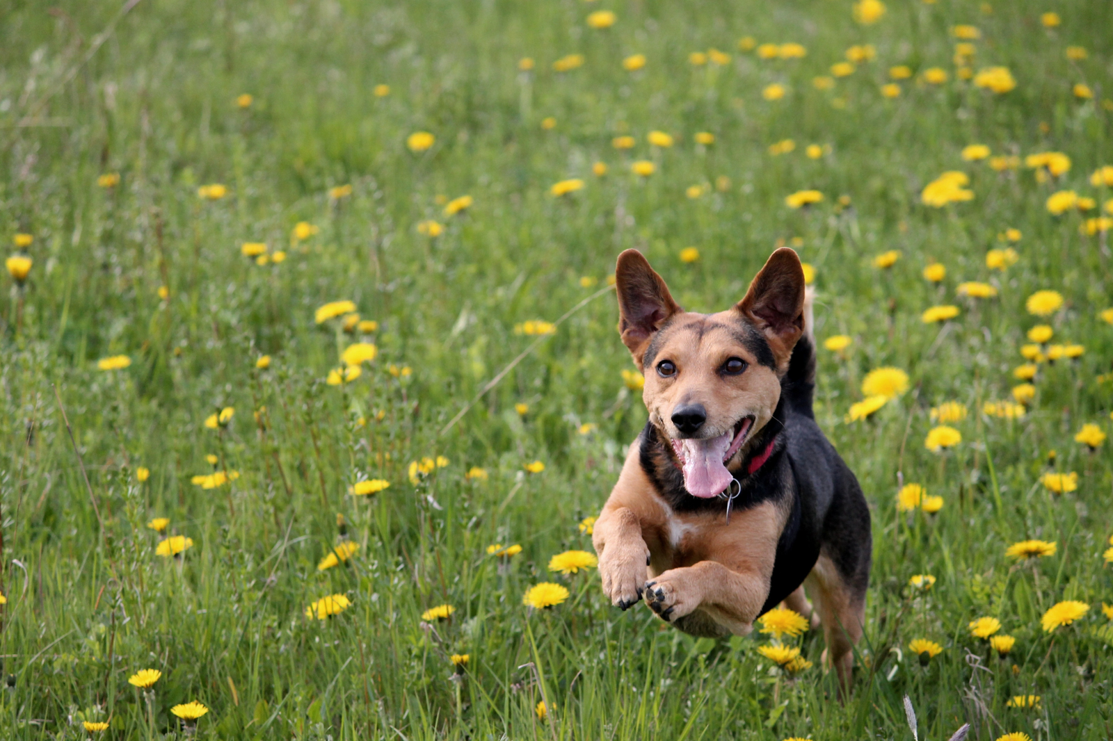 La etiqueta manda: claves reales para entender un suplemento para perros antes de comprarlo - AnimalXop
