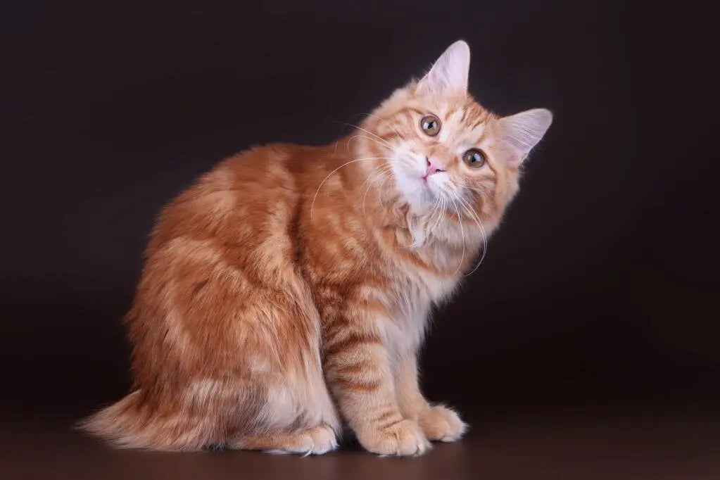 Gato Kurilian Bobtail: Elegancia Natural en Cuatro Puntos.