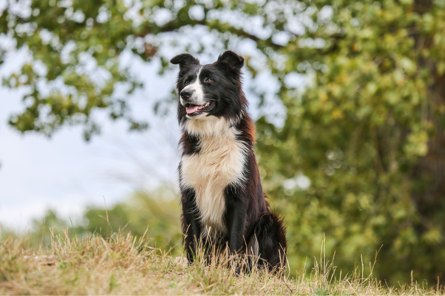 Caldo o topper para perros: comparativa práctica para saber qué encaja mejor según apetito, hidratación y tipo de comida
