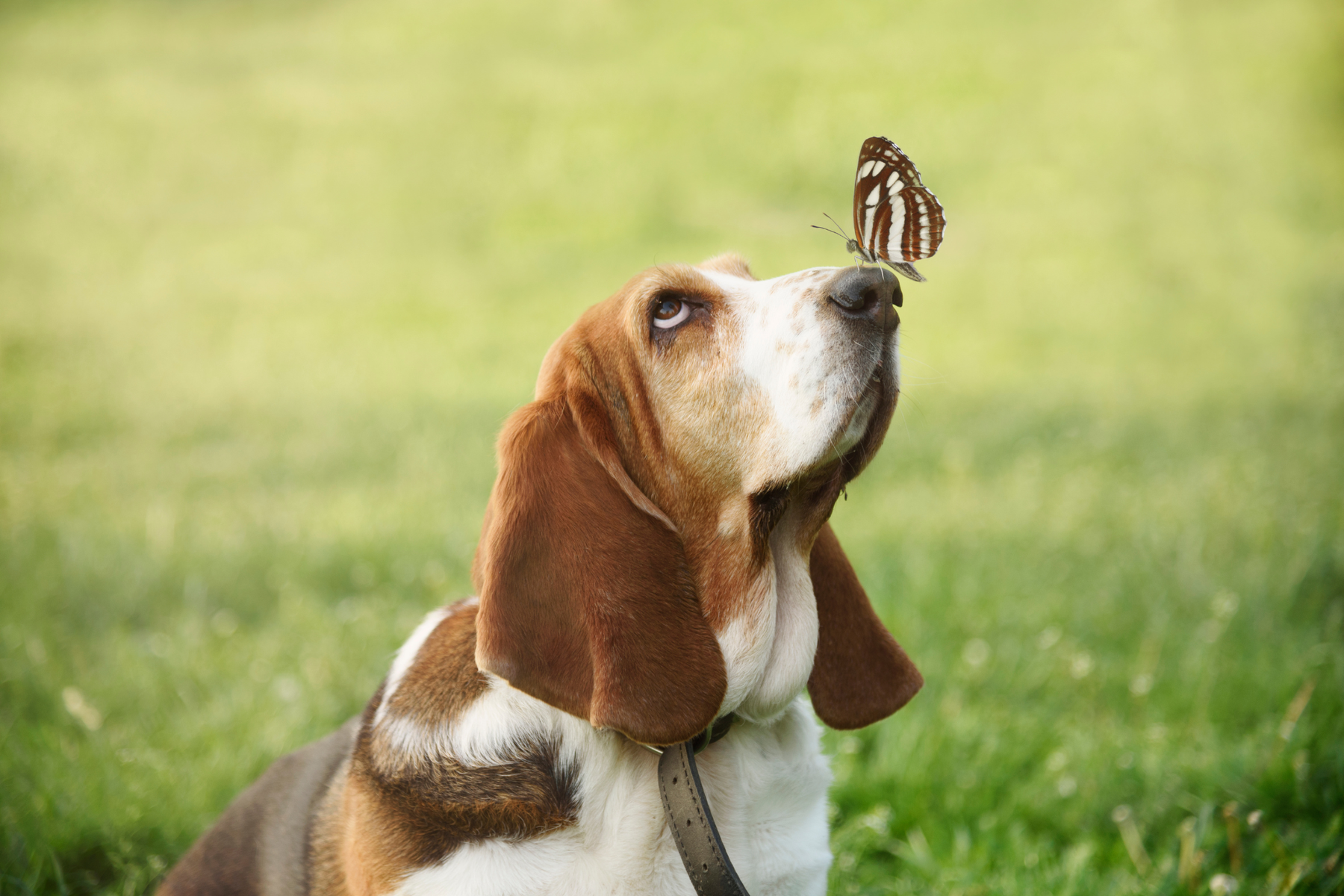 Educación Canina: Técnicas Efectivas para un Entrenamiento Positivo