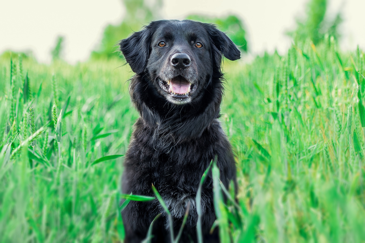 Snacks saludables para perros: checklist realista para elegir premios que sí encajen con su dieta diaria