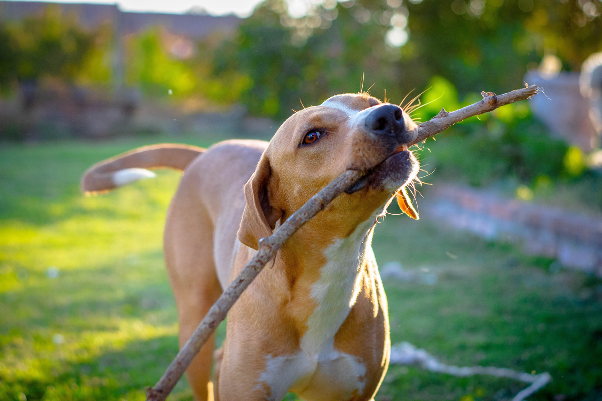 Cómo asegurar el bienestar emocional de tu mascota
