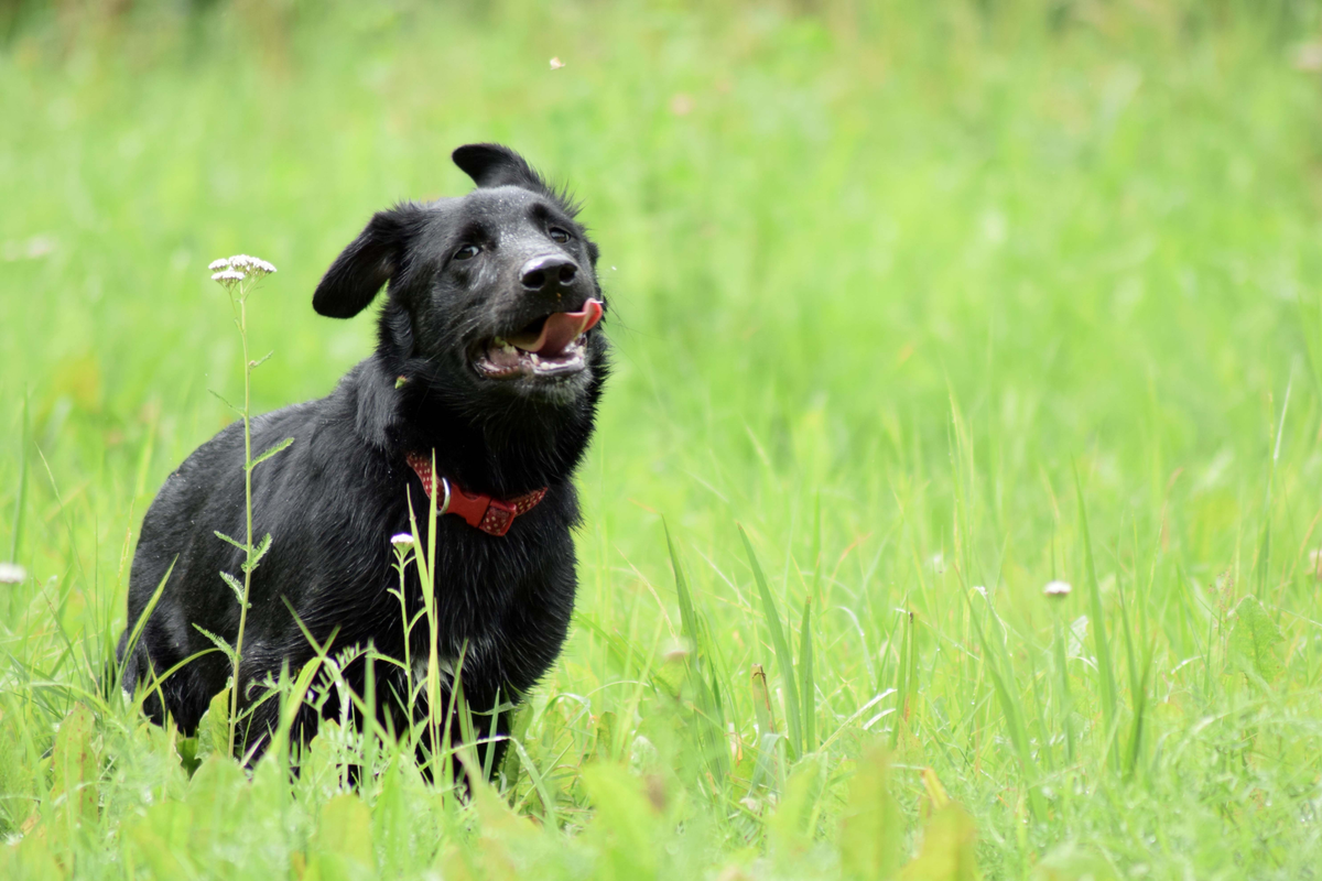 Comida húmeda para perros: 9 errores habituales al comparar latas, sobres y semihúmeda en tienda online