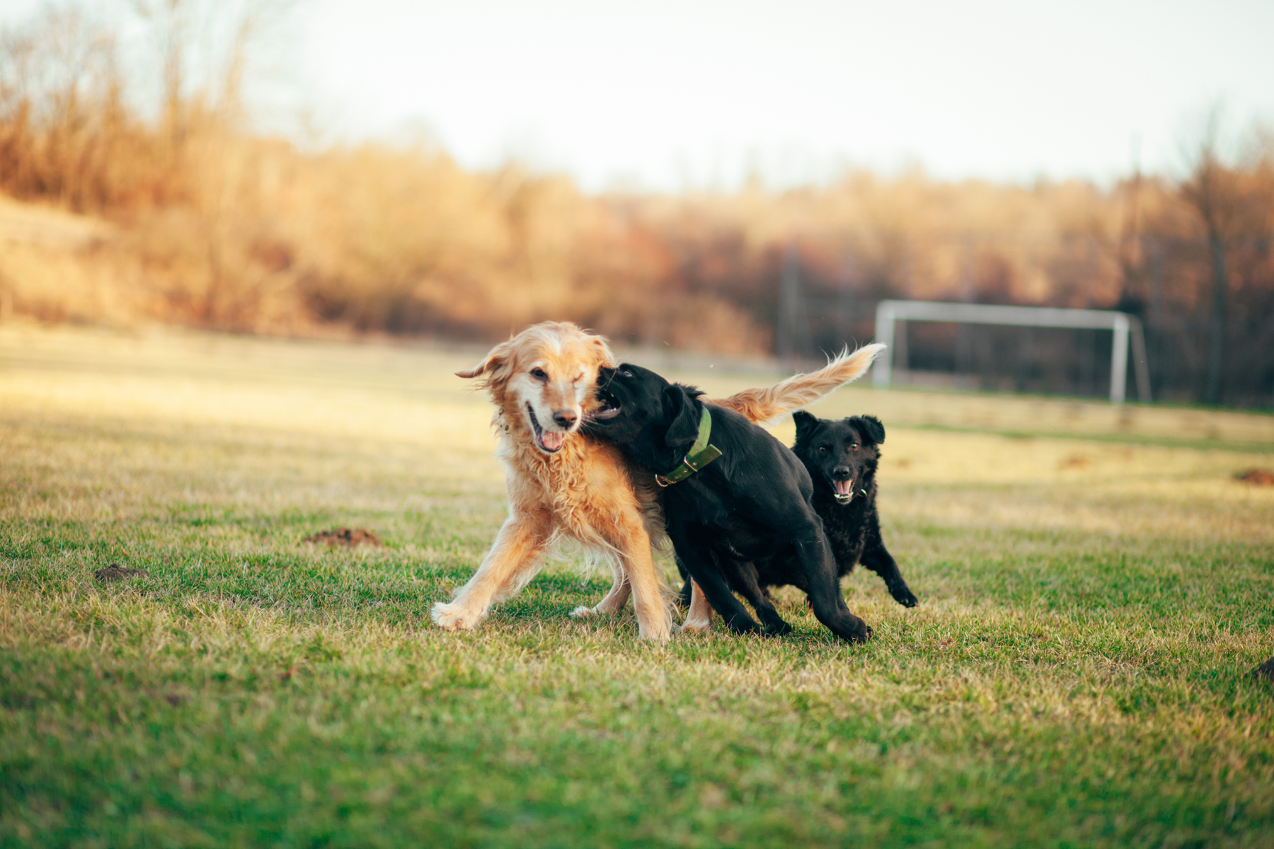 Cómo Identificar los Signos de Estrés en Tu Perro y Qué Hacer al Respecto