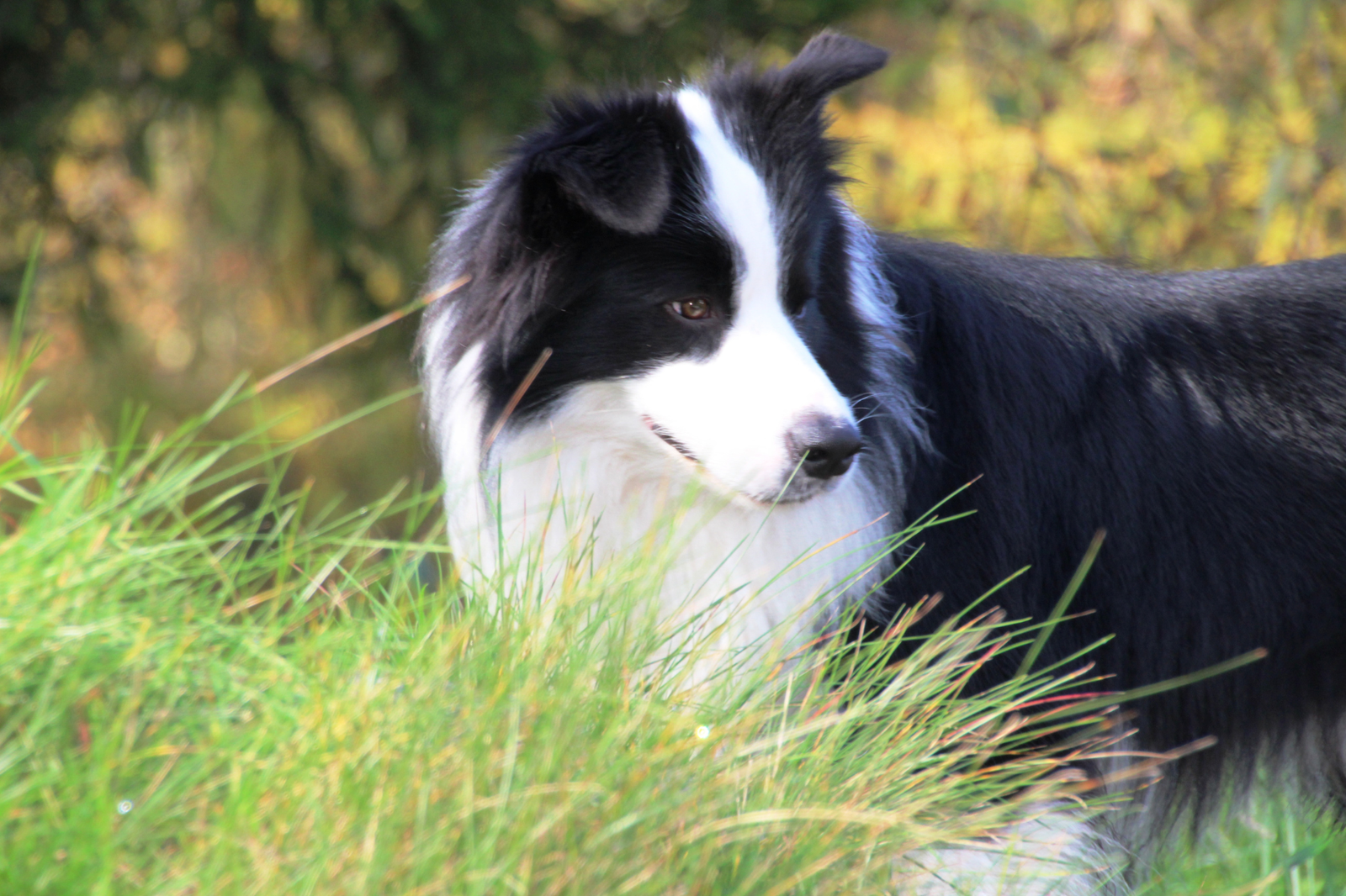 Pienso seco para perros: 9 errores habituales al compararlo y cómo evitar decisiones que luego no encajan - AnimalXop