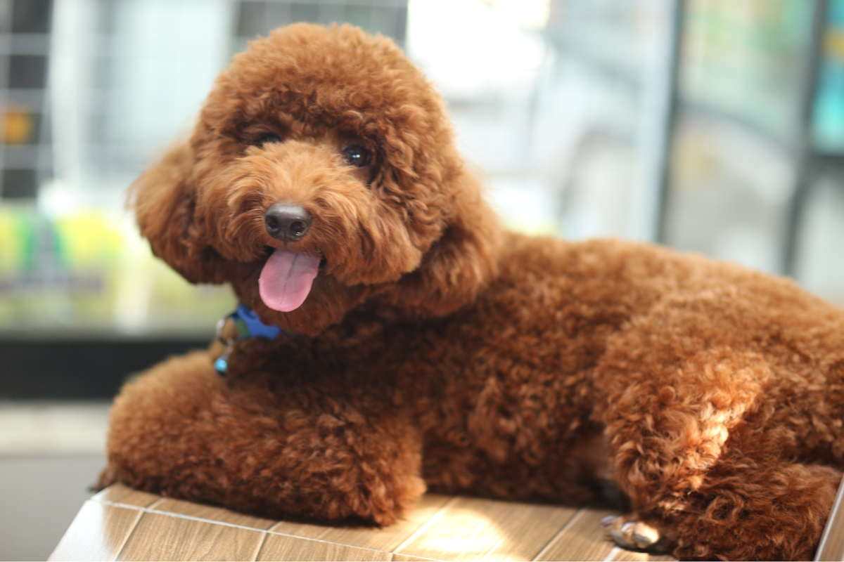 Estrategias para manejar el estrés en perros