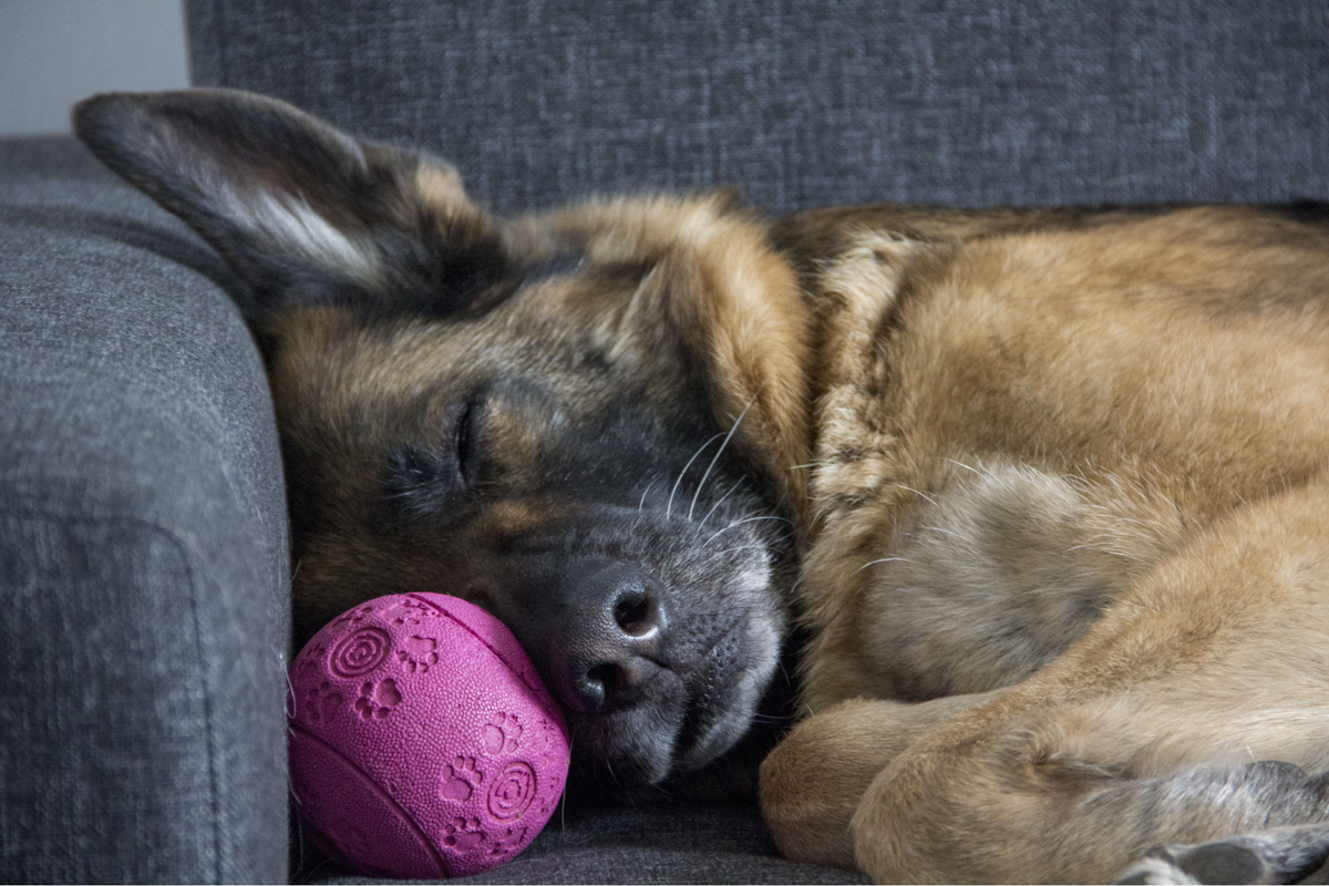 Perro casero, activo o muy deportista: la forma sensata de elegir su comida