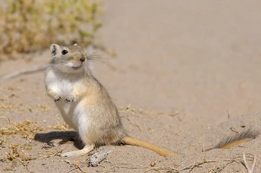 Jerbo de Mongolia (Meriones unguiculatus)