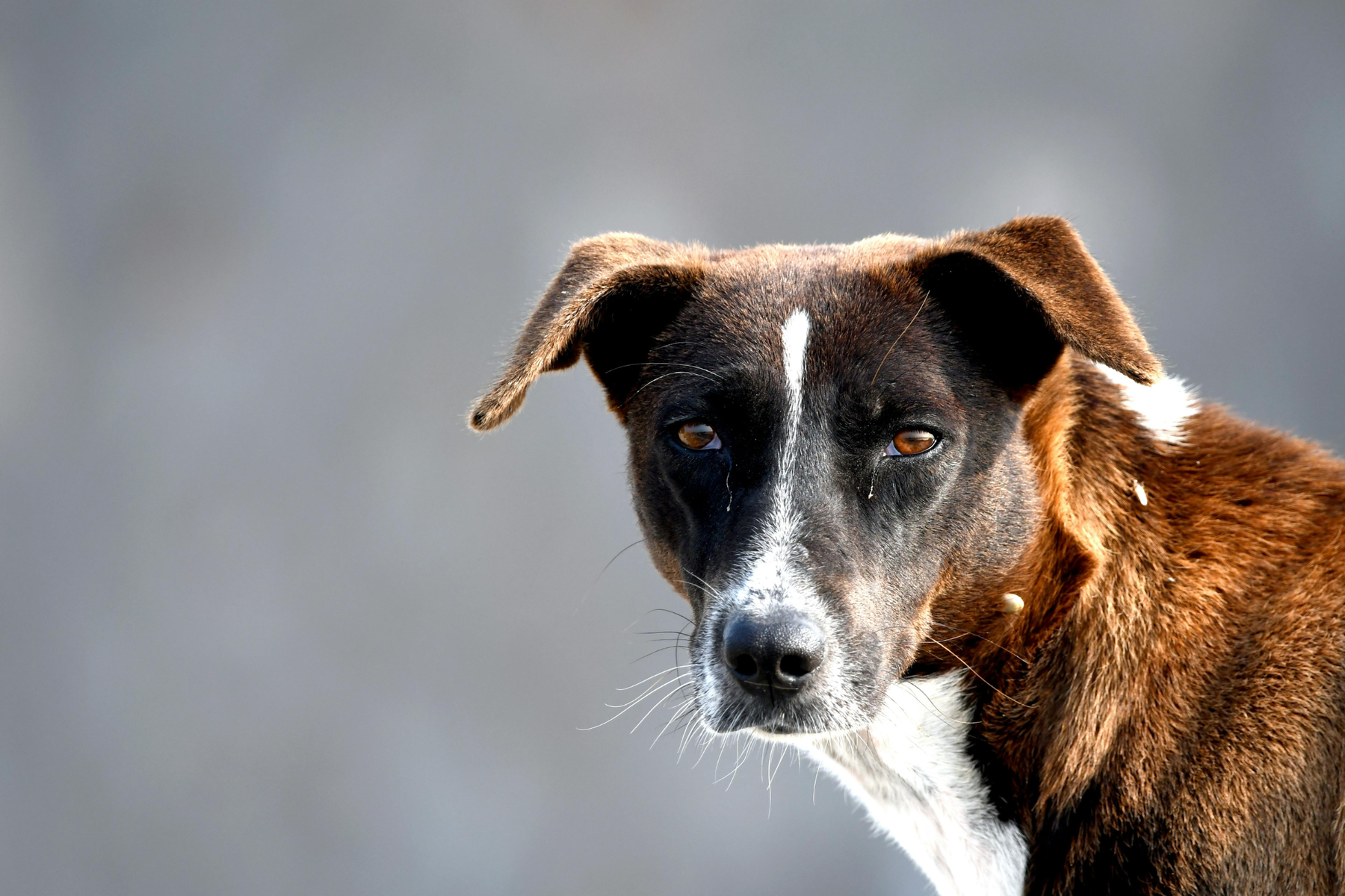 Perro adulto recién adoptado: el orden de compra más útil para acertar desde el primer día