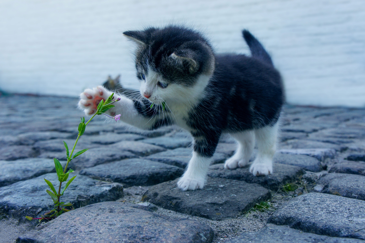 Rascadores para gatos: señales de que uno será estable, duradero y útil de verdad según el tipo de gato que vive en casa