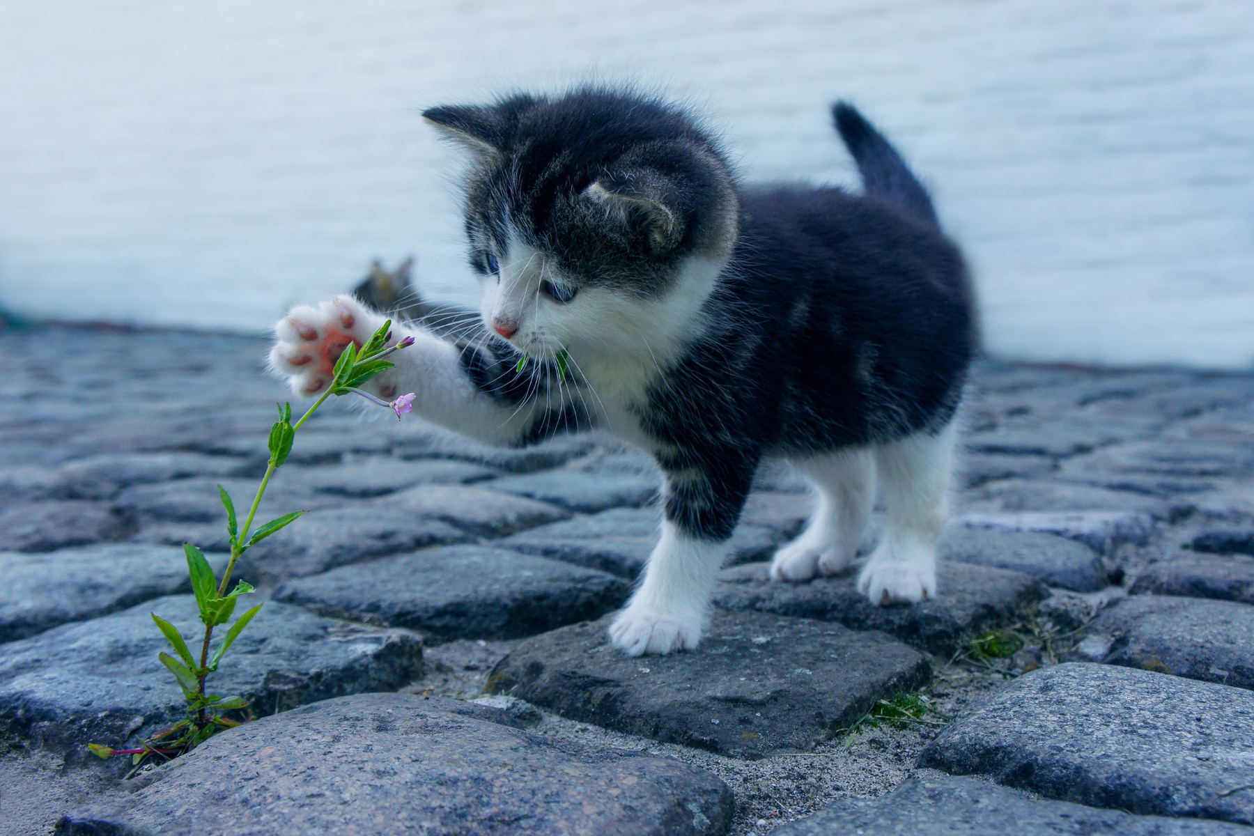 Rascadores para gatos: señales de que uno será estable, duradero y útil de verdad según el tipo de gato que vive en casa