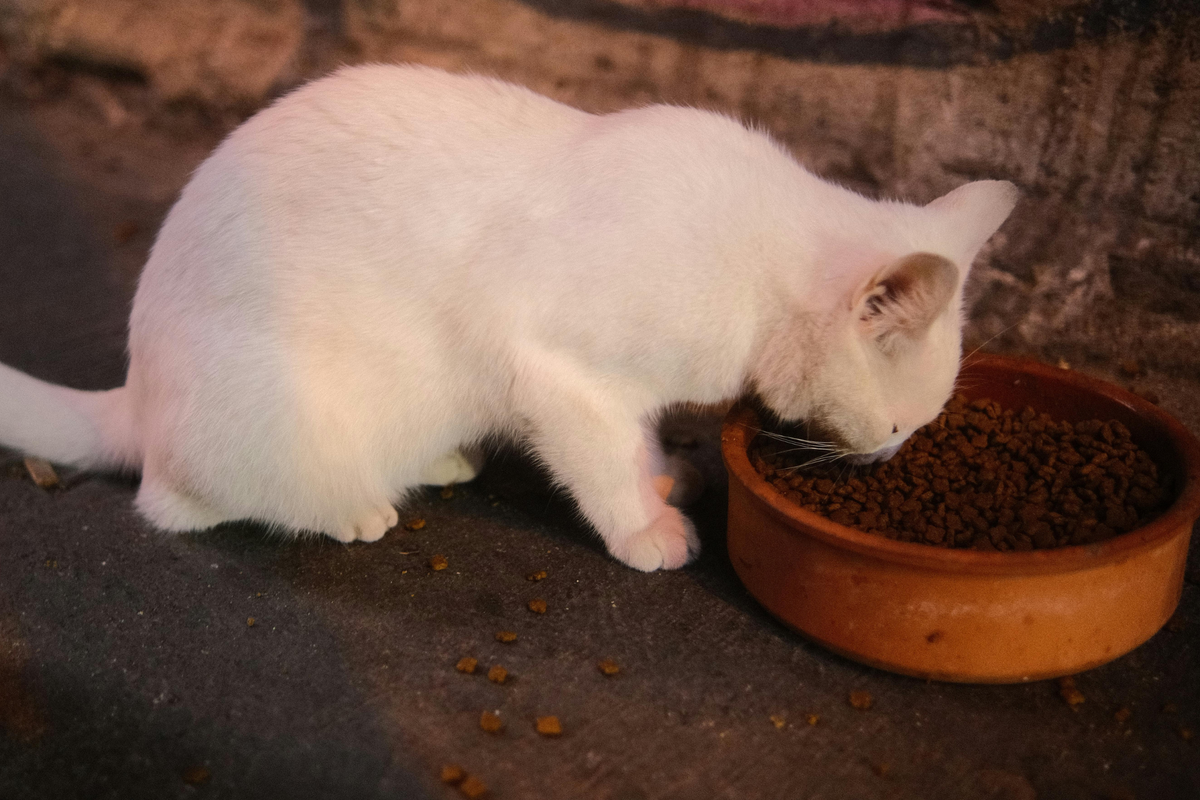 Gato recién adoptado: el orden de compra que más ayuda en el primer mes