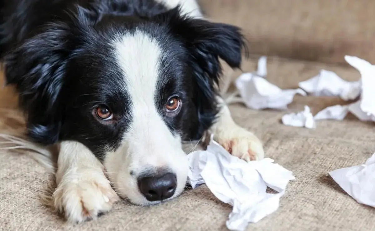 Cómo Entrenar y Corregir la Hiperactividad en un Perro: