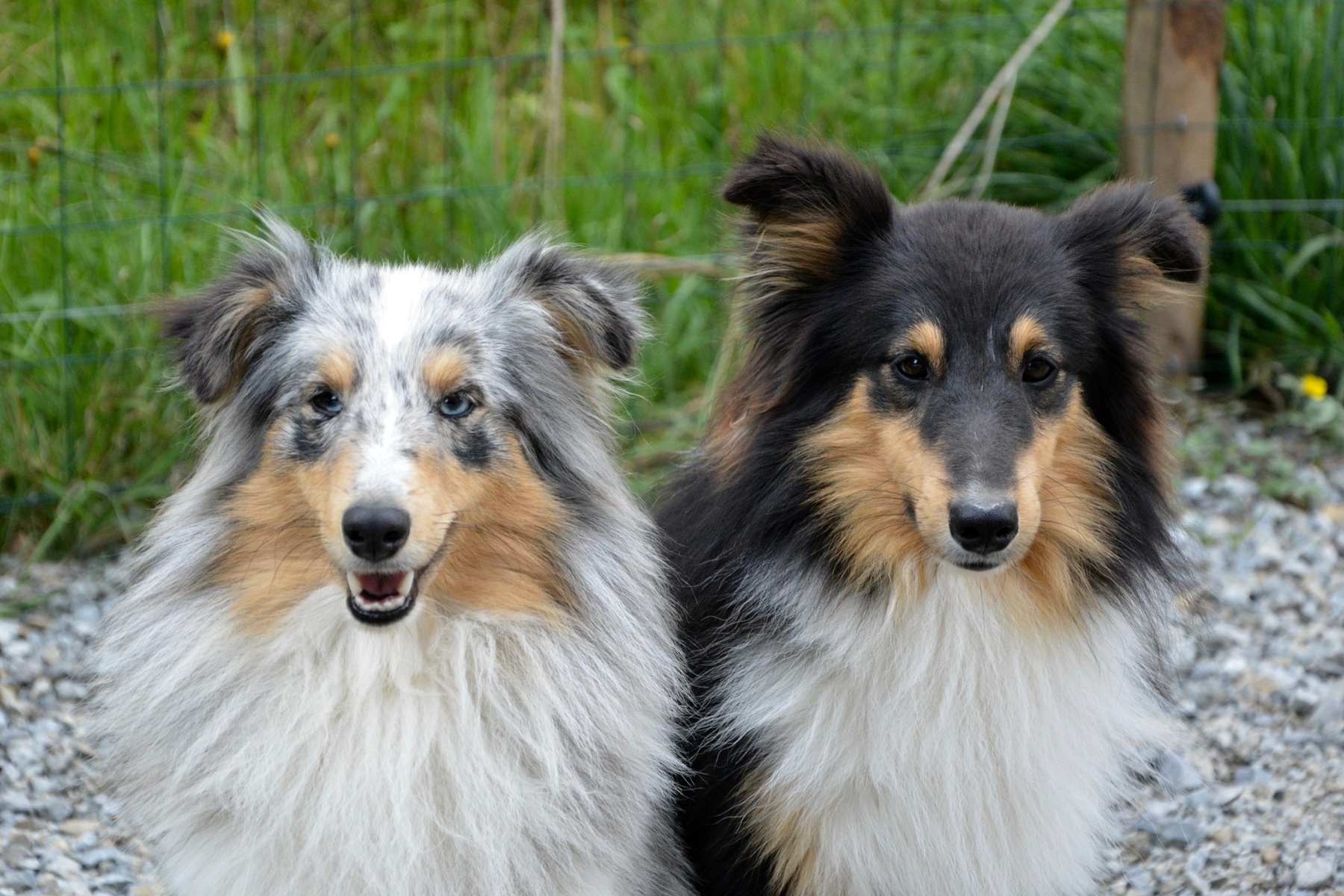 La Alimentación más Saludable para Tu Compañero Canino