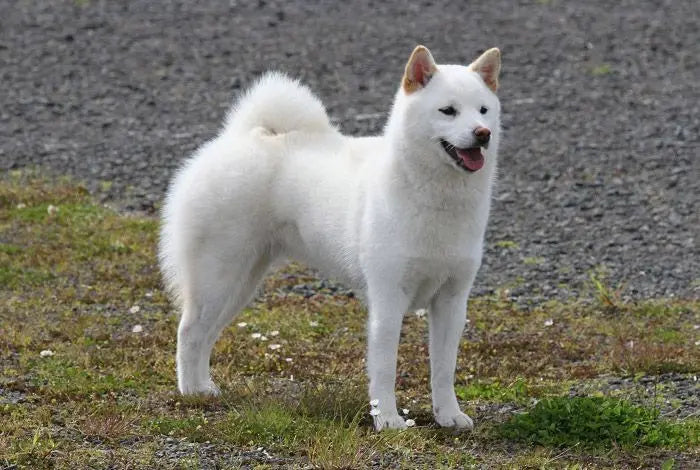 Kishu Inu: Elegancia y Lealtad Raza Japonesa.