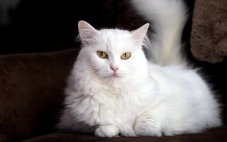 Gato Angora Turco: Elegancia y Gracia en Pelaje Sedoso
