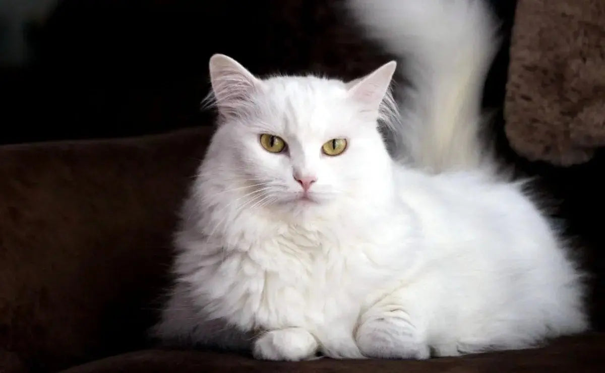 Gato Angora Turco: Elegancia y Gracia en Pelaje Sedoso