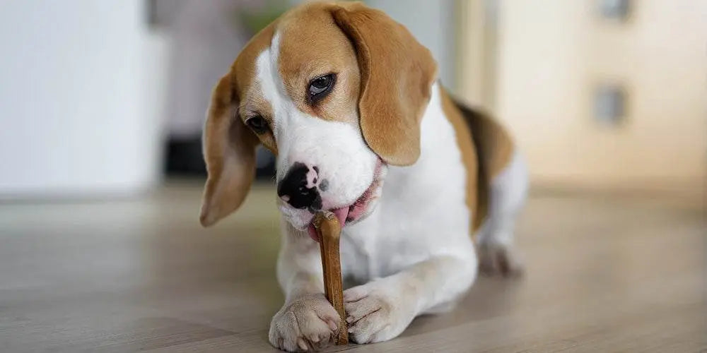 Los Beneficios Transformadores de los Snacks Naturales para la Salud de tu Perro