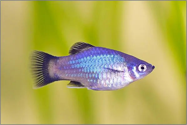 Platy (Xiphophorus maculatus): Colores Deslumbrantes y Personalidad Juguetona