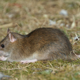 Rata Hooded (Rattus norvegicus)