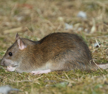 Rata Hooded (Rattus norvegicus)