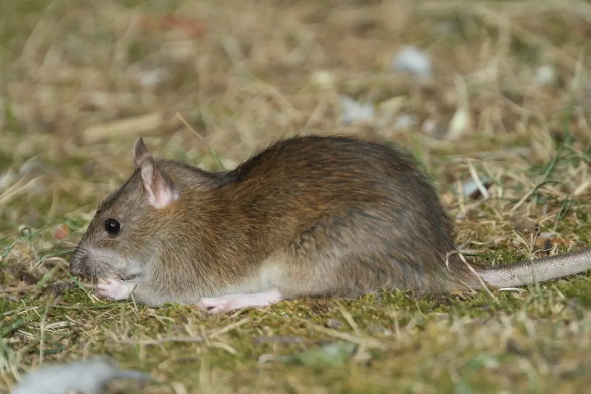 Rata Hooded (Rattus norvegicus)