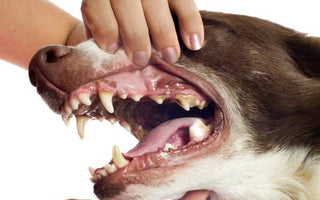 Lección 14: Cuidado Dental para tu Perro