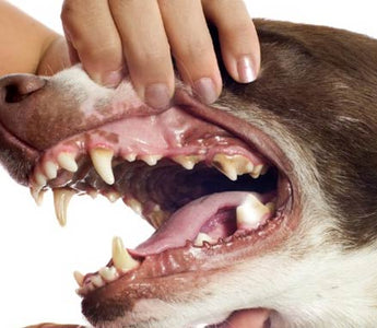 Lección 14: Cuidado Dental para tu Perro